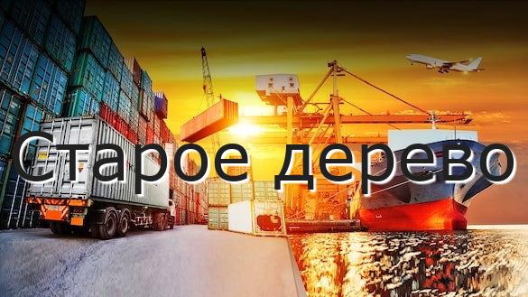 Старое дерево